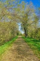 Path in the forest photo