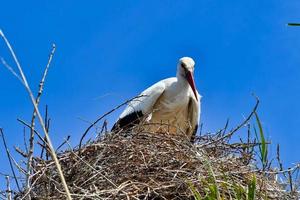 Stork in a nest photo