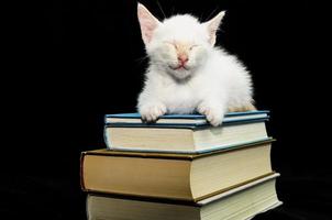 Cat sleeping on pile of books photo