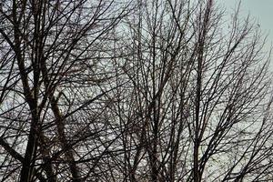 Barren tree branches photo