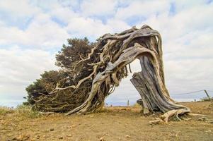 Collapsed old tree photo