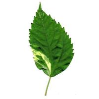 textured leaves are on a white background. photo