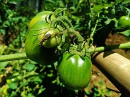 photo of green tomatoes to red with a blurred background