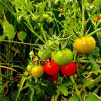 photo of green tomatoes to red with a blurred background