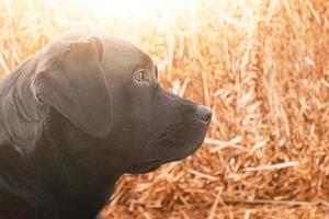 Labrador retriever dog on a background of hay. Portrait of a young dog. photo