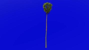 Baum Animation - - Wolkenkratzer Baum - - Mexikaner Washingtonia - - Mexikaner Ventilator Palme - - Washingtonia Robusta - - Grün Bildschirm Chroma Schlüssel - - groß 1b video