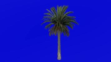 boom animatie - kanarie eiland datum palm - ananas palm - Feniks canariensis - groen scherm chroma sleutel - medium 1b video