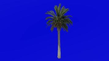 Tree Animation - canary island date palm - pineapple palm - phoenix canariensis - Green Screen Chroma key - big 1b video