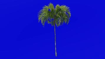 Tree Animation - curly palm - howea belmoreana - kentia palm - belmore sentry palm - Green Screen Chroma key - small 1a video