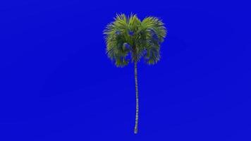 Tree Animation - curly palm - howea belmoreana - kentia palm - belmore sentry palm - Green Screen Chroma key - small 2a video