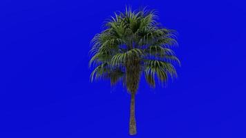 Tree Animation - chinese fan palm - fountain palm - livistona chinensis - Green Screen Chroma key - medium 2a video