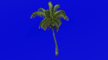 árvore animação - coco árvore - cocos nucifera - verde tela croma chave - dobrar 1b video