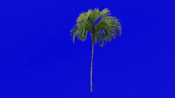 boom animatie - gekruld palm - howea belmoreana - kentia palm - belmore schildwacht palm - groen scherm chroma sleutel - medium 1a video