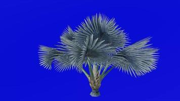 boom animatie - Bismarck palm - bismarckia nobilis - groen scherm chroma sleutel - klein 2b video