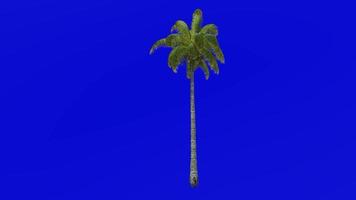 Tree Animation - coconut tree - cocos nucifera - Green Screen Chroma key - straight 1b video