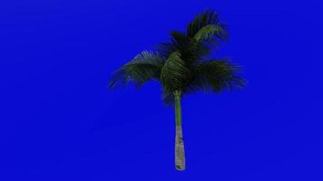 Tree Animation - princess palm - hurricane palm - dictyosperma album - Green Screen Chroma key - small 1a video