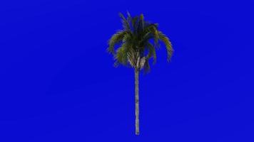 boom animatie - koningin palm - cocos palm - syagrus romanzoffiana - groen scherm chroma sleutel - medium 1c video