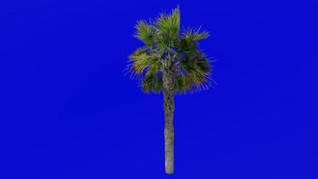 árvore animação - sabal palmito - repolho Palma - repolho palmito - pântano repolho - verde tela croma chave - pequeno 1b video