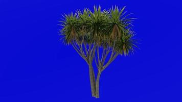 Tree Animation - cabbage tree - ti kouka - cabbage palm - cordyline australis - Green Screen Chroma key - 03d video