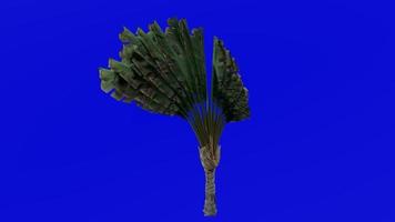 Baum Animation - - Reisende Baum - - Reisende Palme - - Osten Westen Palme - - Ravenala madagascariensis - - Grün Bildschirm Chroma Schlüssel - - klein 2c video