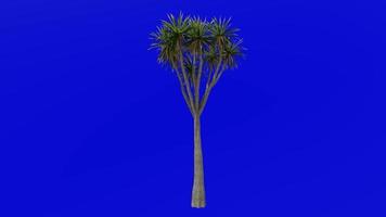 Tree Animation - cabbage tree - ti kouka - cabbage palm - cordyline australis - Green Screen Chroma key - 04a video