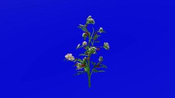 Pflanzen Blume Bäume - - Hund Rose Blume - - wild Rose - - rosa canina - - Grün Bildschirm Chroma Schlüssel - - ein video