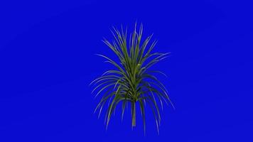Tree Animation - cabbage tree - ti kouka - cabbage palm - cordyline australis - Green Screen Chroma key - 06a video