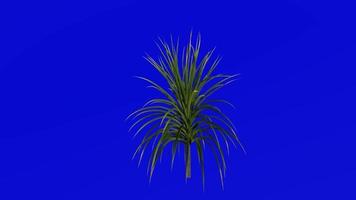 Tree Animation - cabbage tree - ti kouka - cabbage palm - cordyline australis - Green Screen Chroma key - 06a video