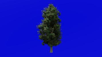 Plants flower trees - american holly - ilex opaca - looping animation - Green Screen Chroma key - 1B video