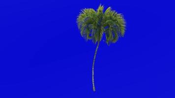 Tree Animation - curly palm - howea belmoreana - kentia palm - belmore sentry palm - Green Screen Chroma key - big 1b video