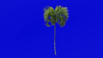 Tree Animation - curly palm - howea belmoreana - kentia palm - belmore sentry palm - Green Screen Chroma key - small 2b video