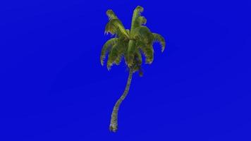 árvore animação - coco árvore - cocos nucifera - verde tela croma chave - dobrar 1d video