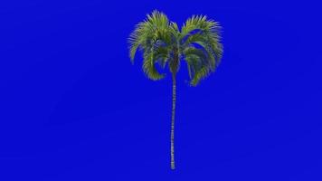 Tree Animation - curly palm - howea belmoreana - kentia palm - belmore sentry palm - Green Screen Chroma key - large 1b video