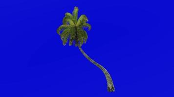 árvore animação - coco árvore - cocos nucifera - verde tela croma chave - dobrar 1a video