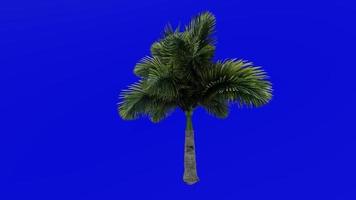 árvore animação - foxtail Palma - wodietia bifurcata - verde tela croma chave - pequeno 1c video