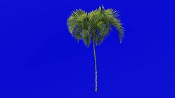 Tree Animation - curly palm - howea belmoreana - kentia palm - belmore sentry palm - Green Screen Chroma key - medium 2b video