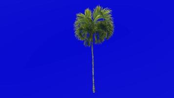 Tree Animation - curly palm - howea belmoreana - kentia palm - belmore sentry palm - Green Screen Chroma key - small 2c video