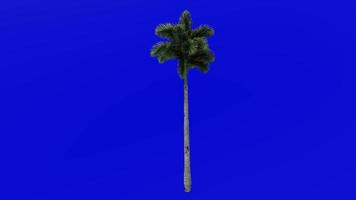 albero animazione - coda di volpe palma - wodiezia biforcata - verde schermo croma chiave - grande 1c video