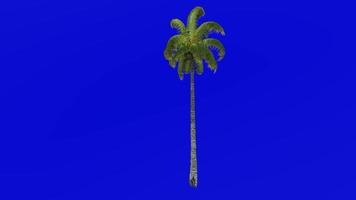 árvore animação - coco árvore - cocos nucifera - verde tela croma chave - em linha reta 1a video