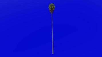 árbol animación - plumero árbol - mexicano Washington - mexicano ventilador palma - Washington robusta - verde pantalla croma llave - grande 2a video