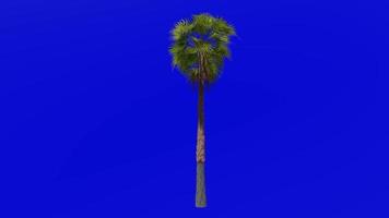 árbol animación - plumero árbol - mexicano Washington - mexicano ventilador palma - Washington robusta - verde pantalla croma llave - medio 1a video