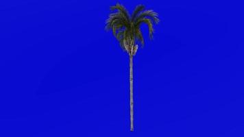 boom animatie - koningin palm - cocos palm - syagrus romanzoffiana - groen scherm chroma sleutel - groot 1c video