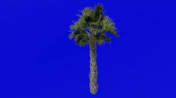 träd animering - Sabal palmetto - kål handflatan - kål palmetto - träsk kål - grön skärm krom nyckel - medium 1b video