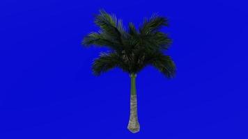árvore animação - cubano real Palma - florida real Palma - Roystonea régia - verde tela croma chave - pequeno 1a video