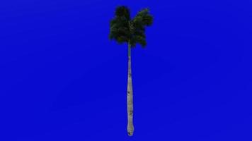 Tree Animation - cuban royal palm - florida royal palm - roystonea regia - Green Screen Chroma key - big 1b video