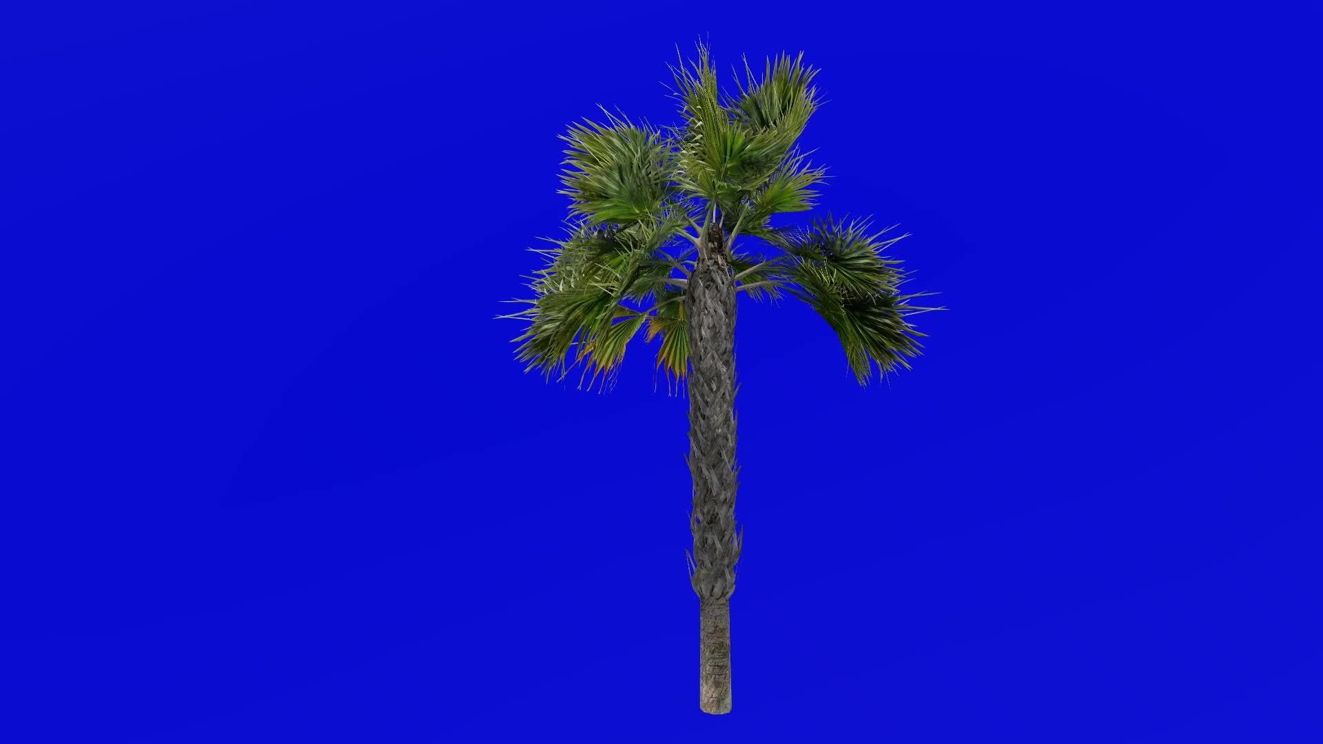 Tree Animation sabal palmetto cabbage palm cabbage palmetto