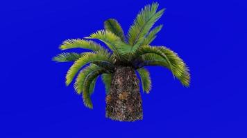árvore animação - sagu Palma - sotetsu - rei sagu - sagu cycad - japonês sagu Palma - cycas revoluta - verde tela croma chave - pequeno 1b video