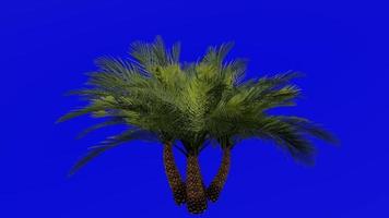 Tree Animation - sylvester palm - silver date palm - indian date - sugar date palm - wild date palm - phoenix sylvestris - Green Screen Chroma key - group 2a video