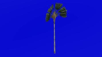 Baum Animation - - Reisende Baum - - Reisende Palme - - Osten Westen Palme - - Ravenala madagascariensis - - Grün Bildschirm Chroma Schlüssel - - groß 2a video