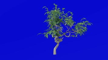 Plants trees flower - ficus benjamina - bonsai tree - Green Screen Chroma key - C video